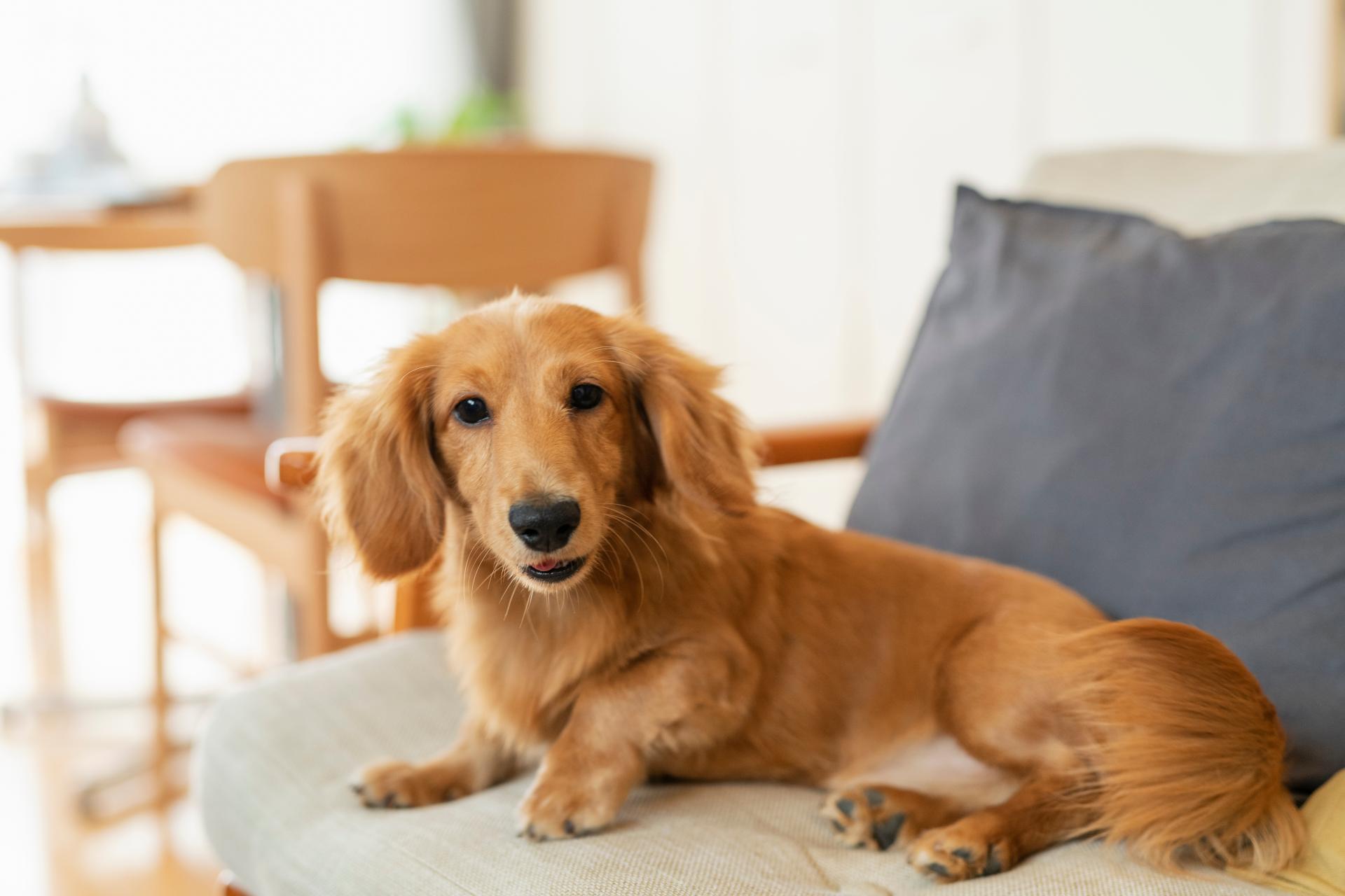 犬が室内でくつろいでいる画像